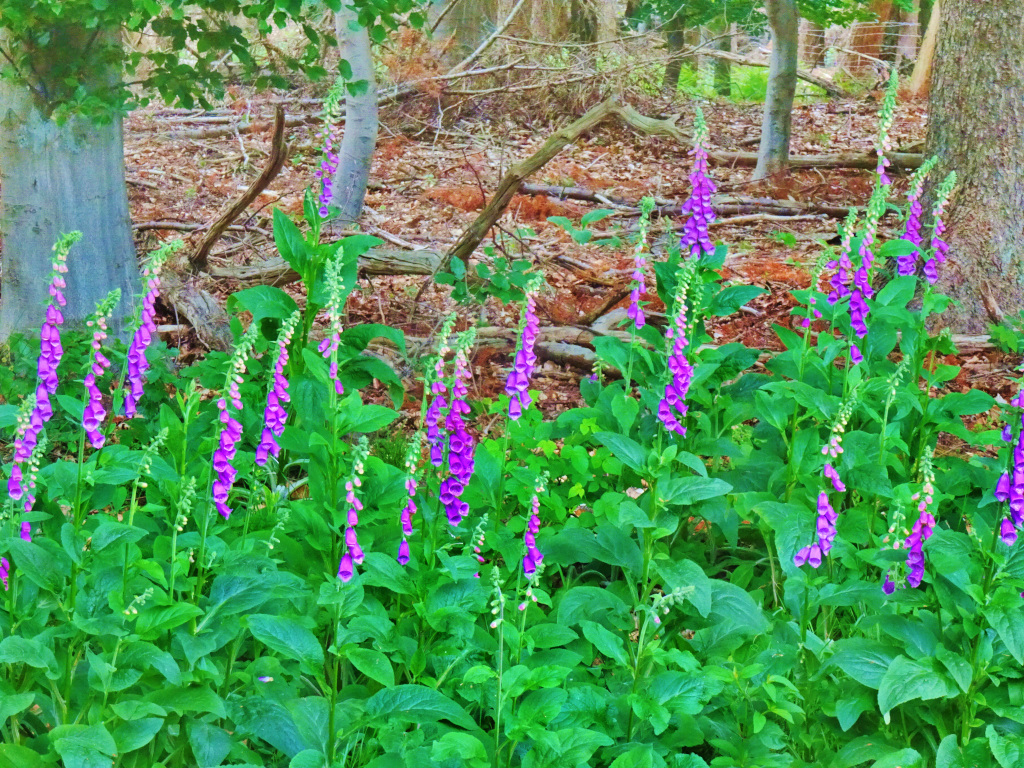 DSC08326c.JPG